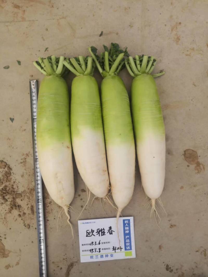 【耐寒耐抽苔】欧雅春春季天播萝卜种子耐低温青白皮反季节