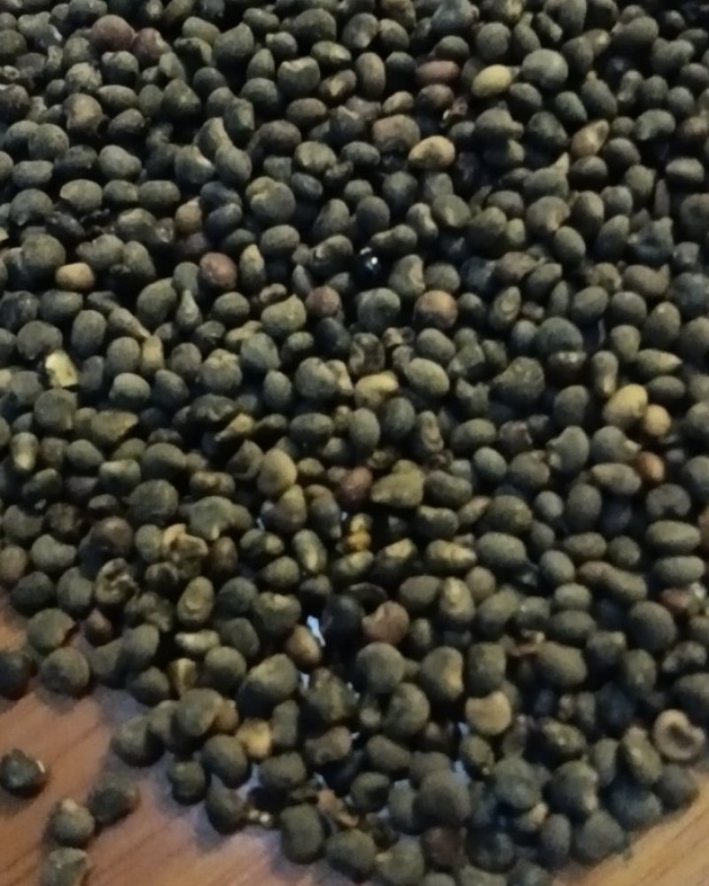 黄蜀葵花籽(种子)，欢迎合作回收黄蜀葵花