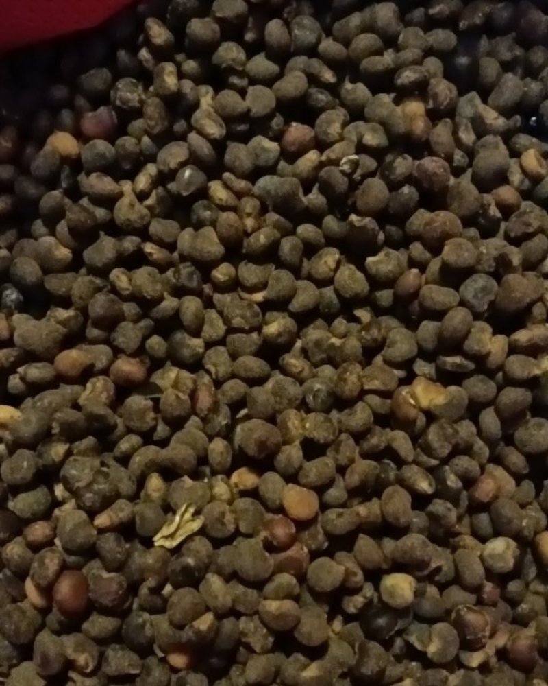 黄蜀葵花籽(种子)，欢迎合作回收黄蜀葵花
