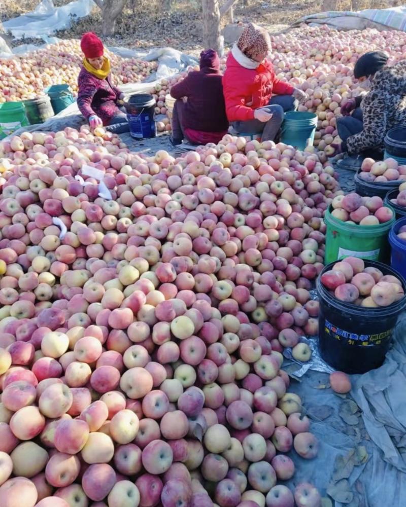 新疆阿克苏冰糖心苹果红富士苹果货源充足直销