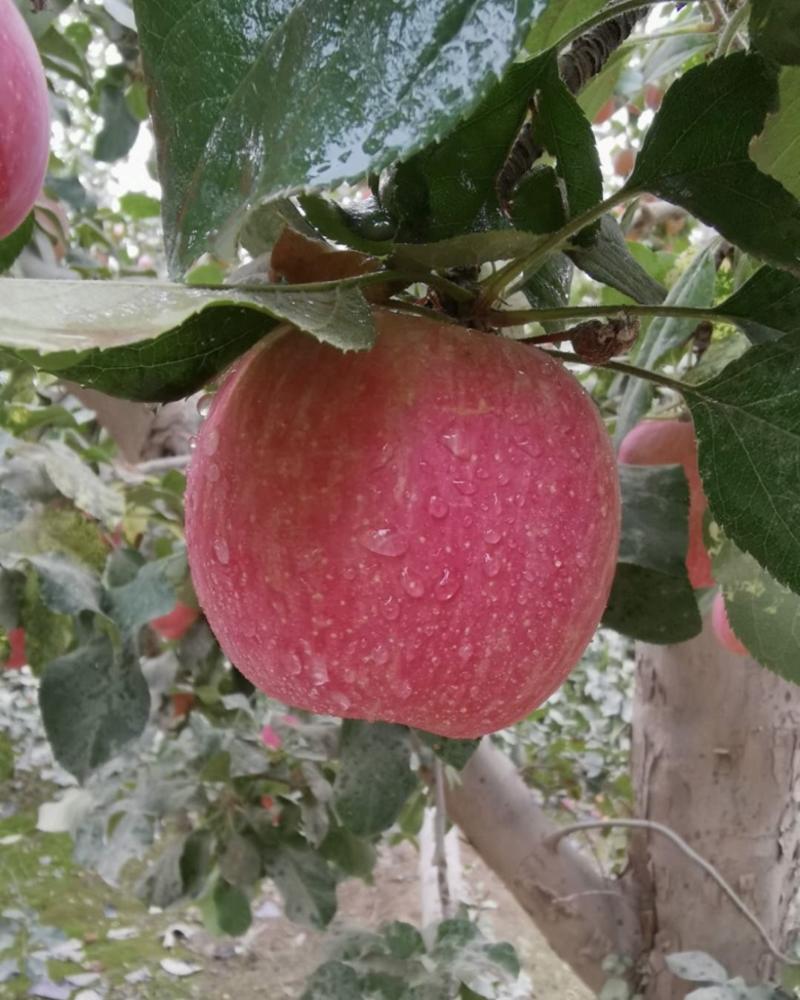 新疆阿克苏冰糖心苹果红富士苹果货源充足直销