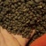 黄蜀葵花籽(种子)，欢迎合作回收黄蜀葵花