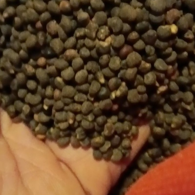黄蜀葵花籽(种子)，欢迎合作回收黄蜀葵花