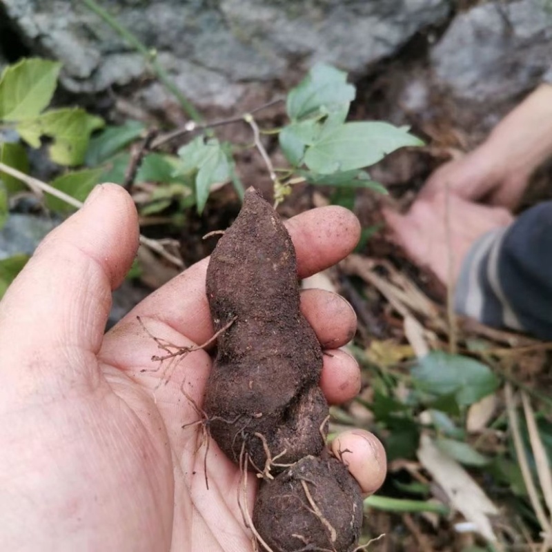 新鲜三叶青金丝吊葫芦广西产地直发支持批发零售