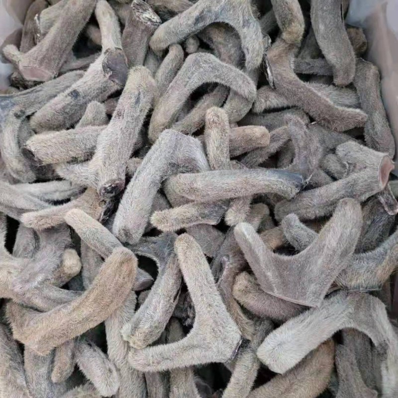 【干梅花鹿茸二杠】“包邮”高质量。鹿场发货
