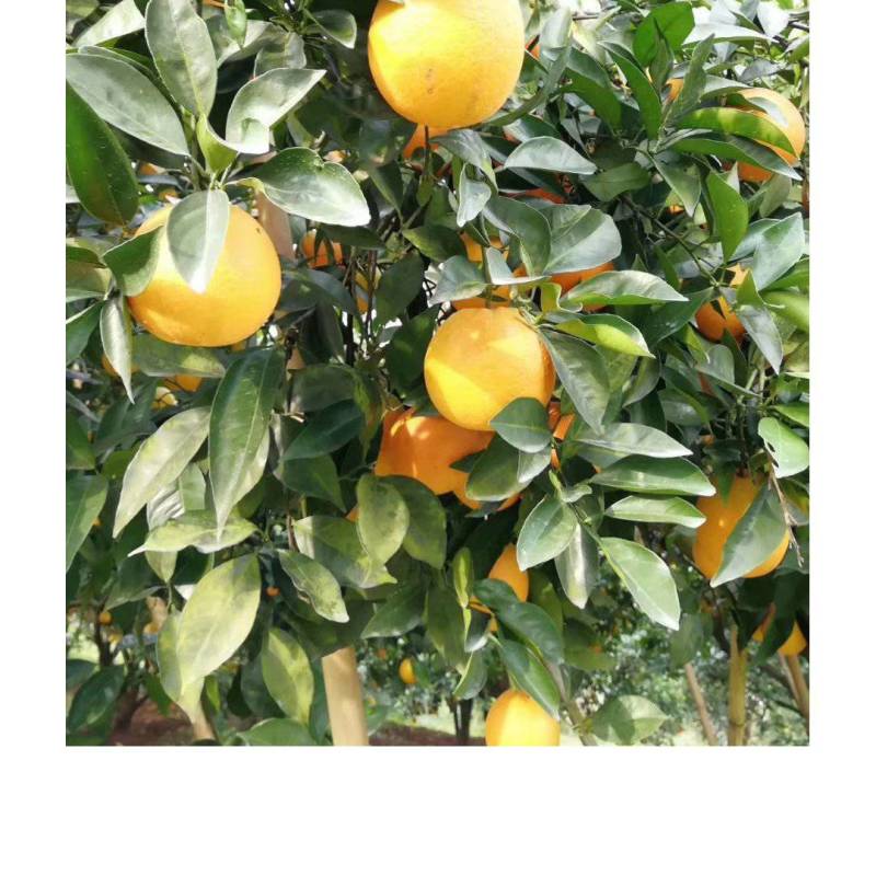 【牛商推荐】北碚脐橙精品北碚皮薄化渣基地发货量大从优