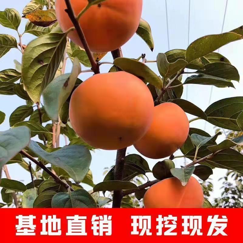 【爆款】太秋脆甜柿子苗无核脆甜柿子树苗基地直销包成活