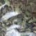 【文斌药业】络石藤统货干净无杂质地道药材