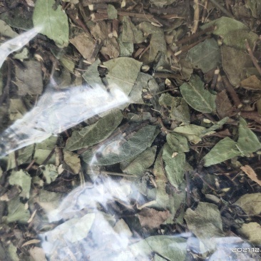 【文斌药业】络石藤统货干净无杂质地道药材
