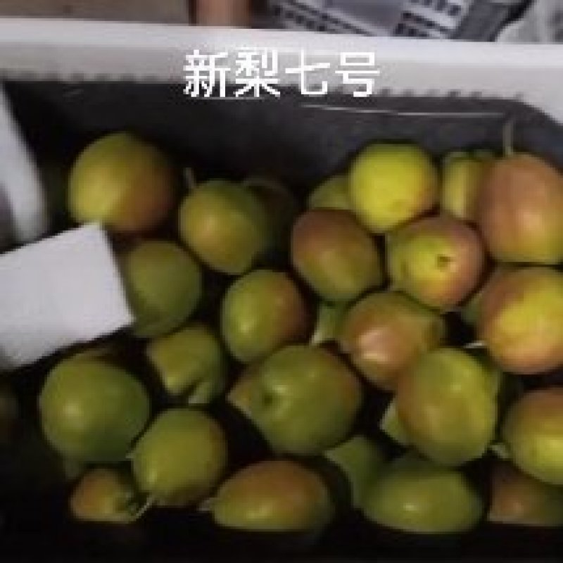 新梨七号香梨，杠杠的