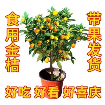 四季金桔树苗盆栽年桔带果招财迎春绿植室内阳台盆景庭院好养