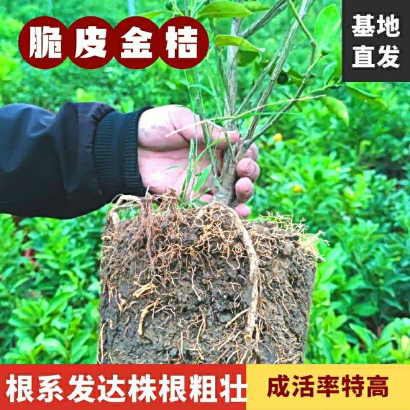 四季金桔树苗盆栽年桔带果招财迎春绿植室内阳台盆景庭院好养