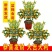 四季金桔树苗盆栽年桔带果招财迎春绿植室内阳台盆景庭院好养