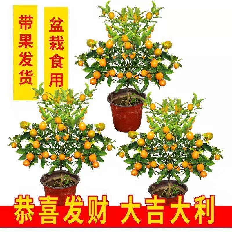 四季金桔树苗盆栽年桔带果招财迎春绿植室内阳台盆景庭院好养
