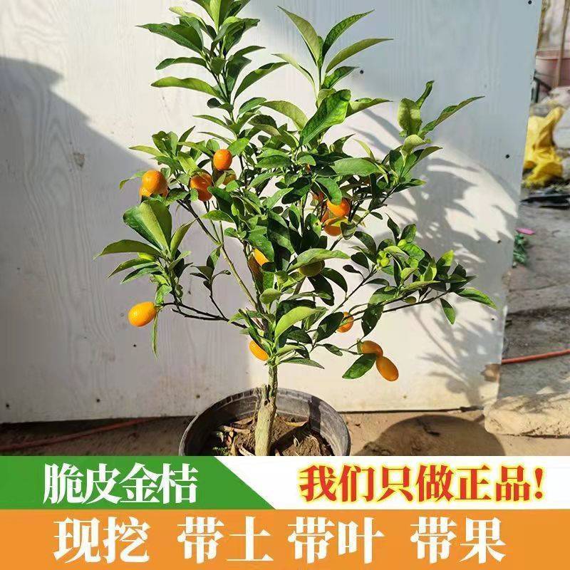 四季金桔树苗盆栽年桔带果招财迎春绿植室内阳台盆景庭院好养