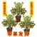 四季金桔树苗盆栽年桔带果招财迎春绿植室内阳台盆景庭院好养