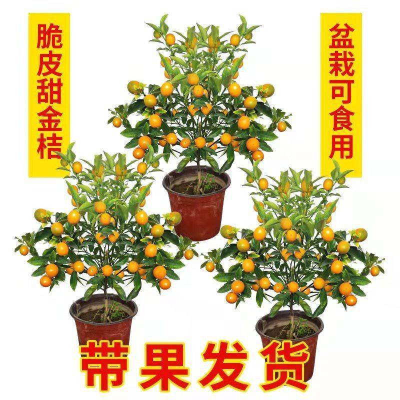 四季金桔树苗盆栽年桔带果招财迎春绿植室内阳台盆景庭院好养