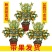 四季金桔树苗盆栽年桔带果招财迎春绿植室内阳台盆景庭院好养