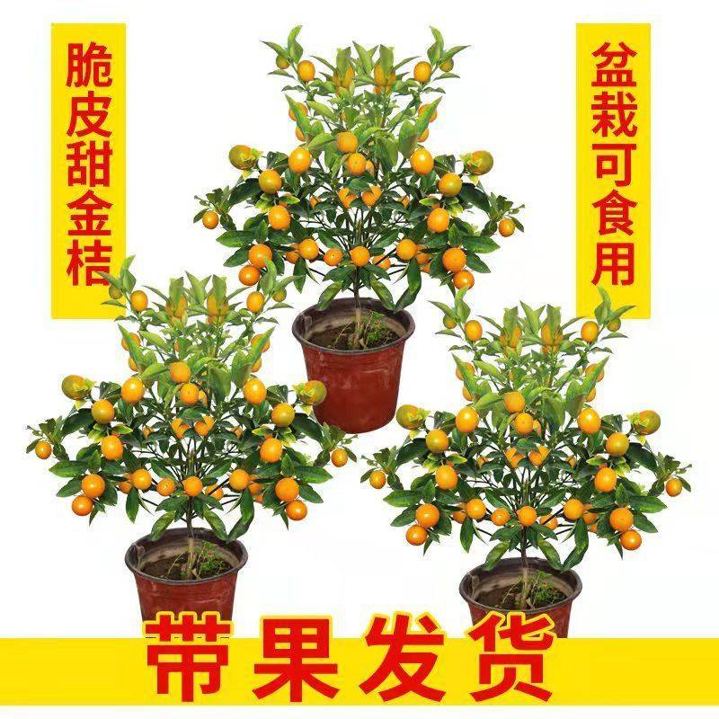 四季金桔树苗盆栽年桔带果招财迎春绿植室内阳台盆景庭院好养