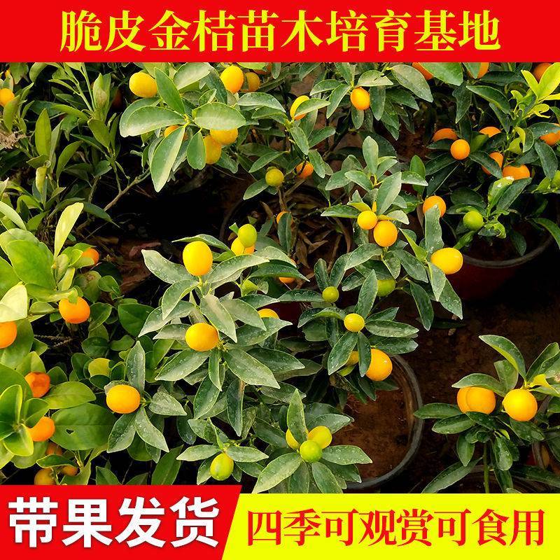 四季金桔树苗盆栽年桔带果招财迎春绿植室内阳台盆景庭院好养