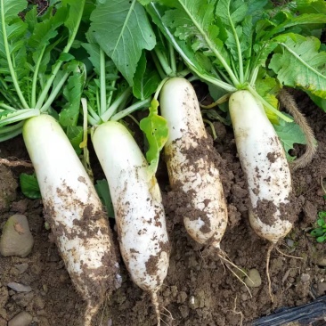 富硒蔬菜瓜果