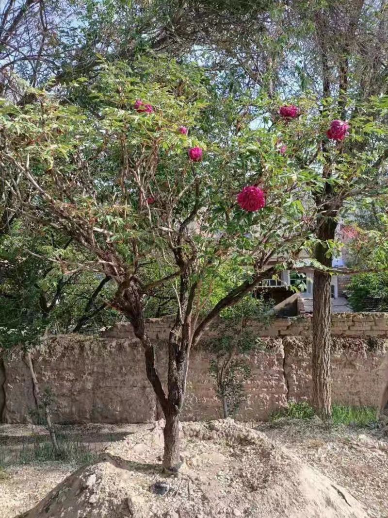 牡丹树百年牡丹树古树牡丹独杆牡丹丛生牡丹
