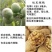 【包纯度】优质薄皮核桃苗8518香玲碧根果包成活