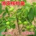 【包纯度】优质薄皮核桃苗8518香玲碧根果包成活