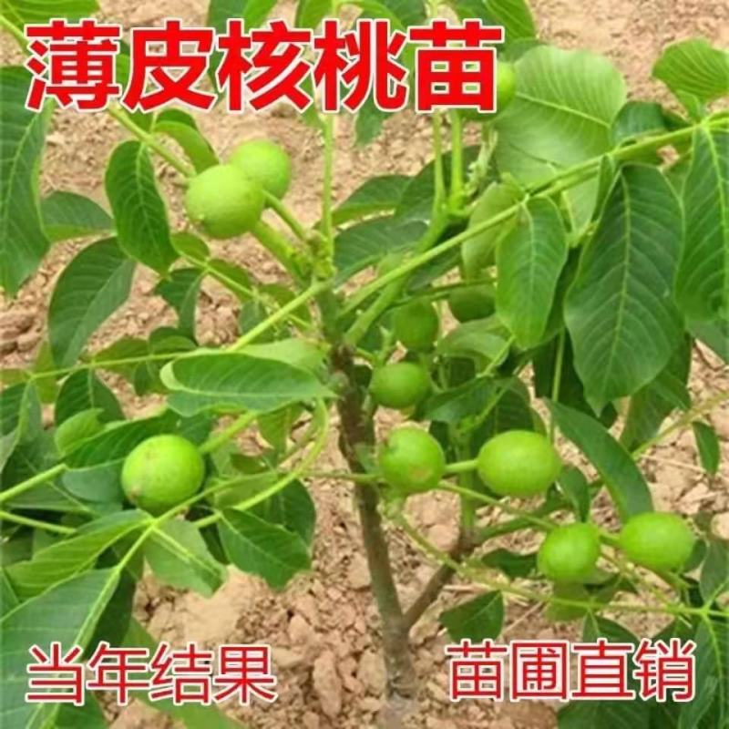 【包纯度】优质薄皮核桃苗8518香玲碧根果包成活