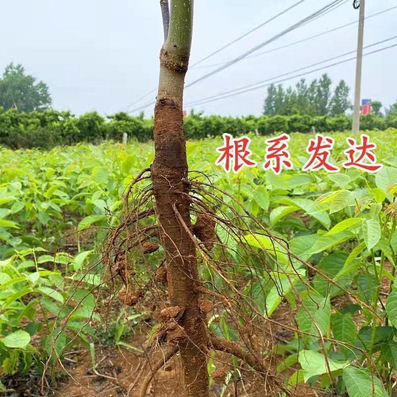【包纯度】优质薄皮核桃苗8518香玲碧根果包成活