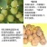 【包纯度】优质薄皮核桃苗8518香玲碧根果包成活