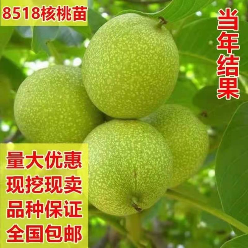 【包纯度】优质薄皮核桃苗8518香玲碧根果包成活