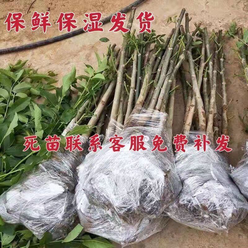 【包纯度】优质薄皮核桃苗8518香玲碧根果包成活