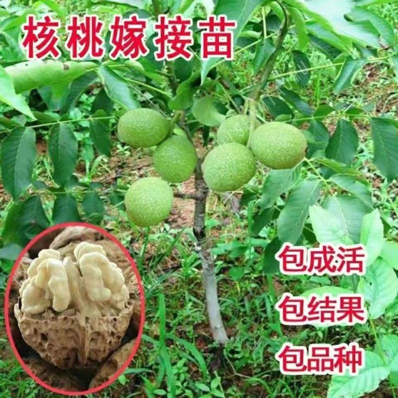 【包纯度】优质薄皮核桃苗8518香玲碧根果包成活