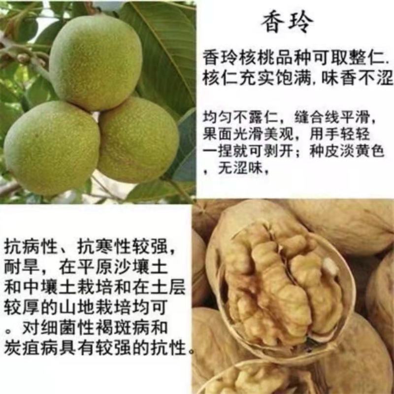 【包纯度】优质薄皮核桃苗8518香玲碧根果包成活