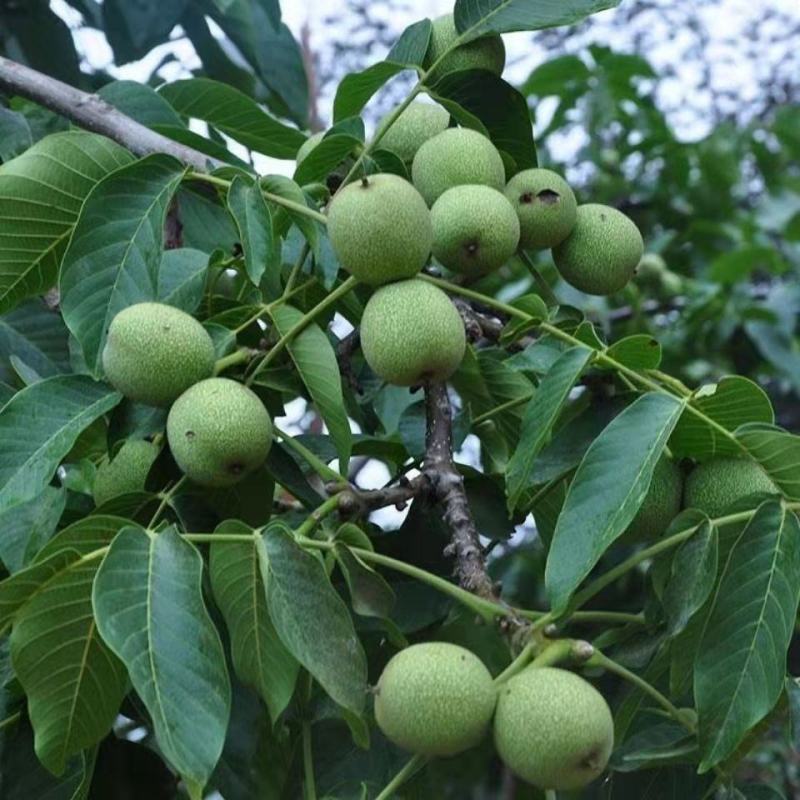 【包纯度】优质薄皮核桃苗8518香玲碧根果包成活