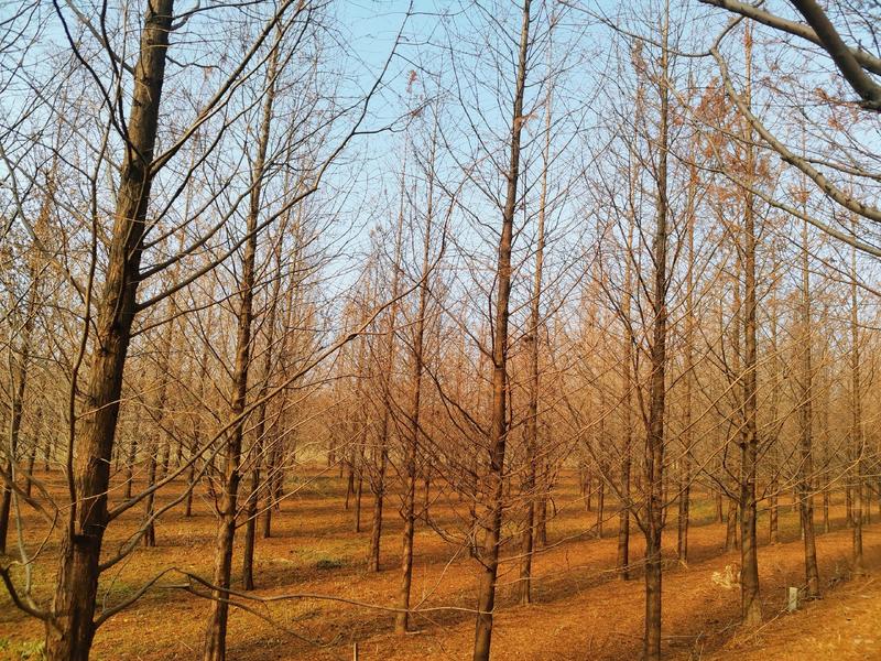 10公分水杉树形优美成活率高质量优良自家苗圃