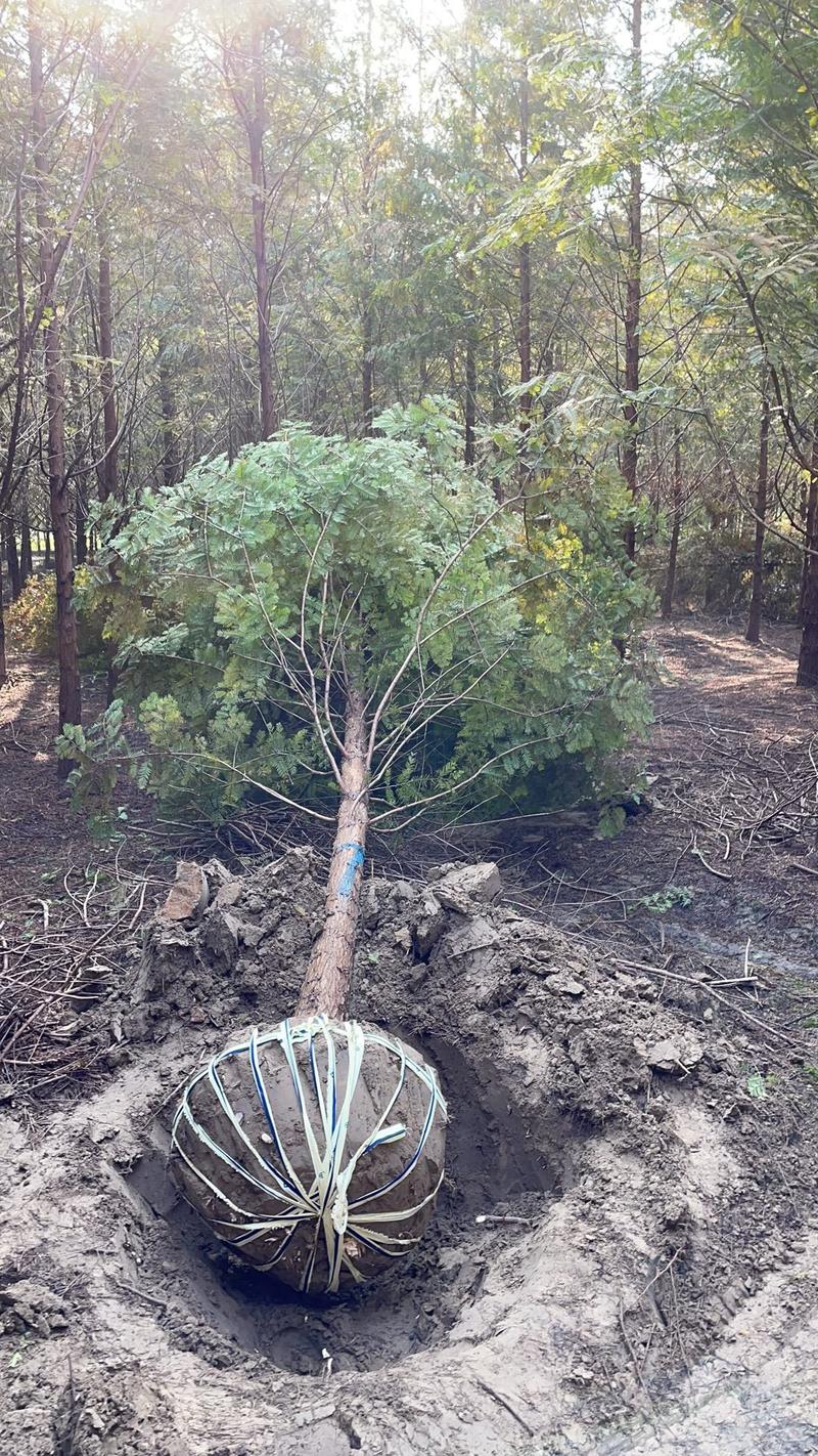 10公分水杉树形优美成活率高质量优良自家苗圃