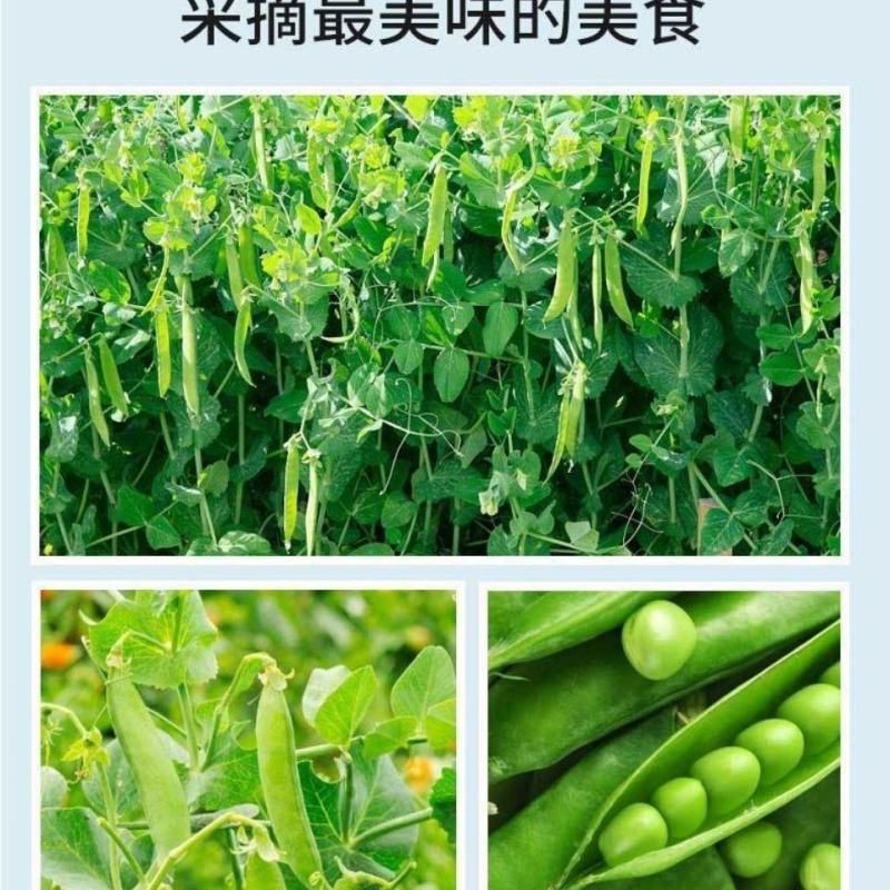 新鲜豌豆粒青豆粒什锦菜速冻豌豆粒玉米粒毛豆生鲜蔬菜包邮