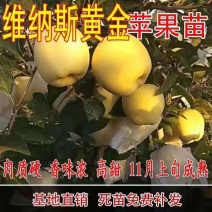 【包纯度】维纳斯黄金苹果苗苹果苗冰糖心国光黄元帅