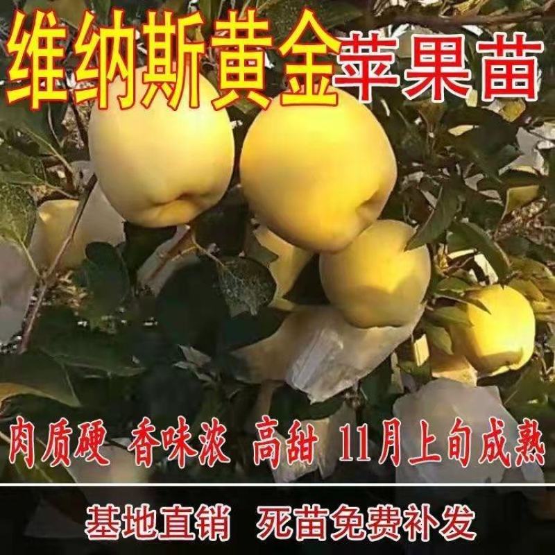 【包纯度】维纳斯黄金苹果苗苹果苗冰糖心国光黄元帅