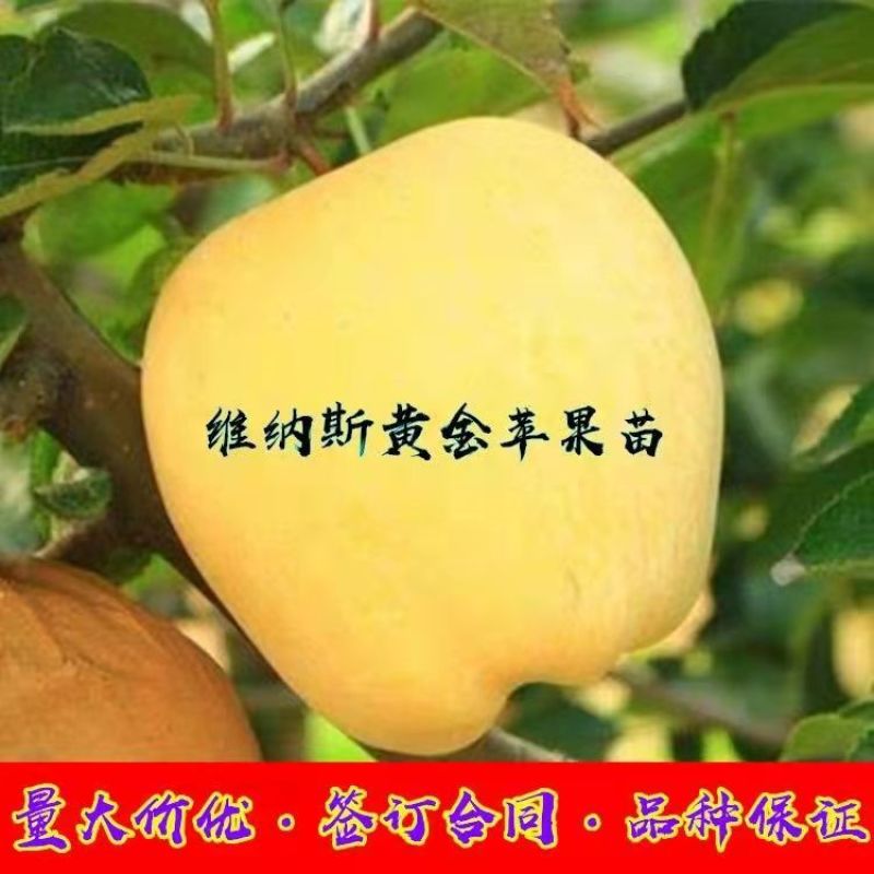 【包纯度】维纳斯黄金苹果苗苹果苗冰糖心国光黄元帅