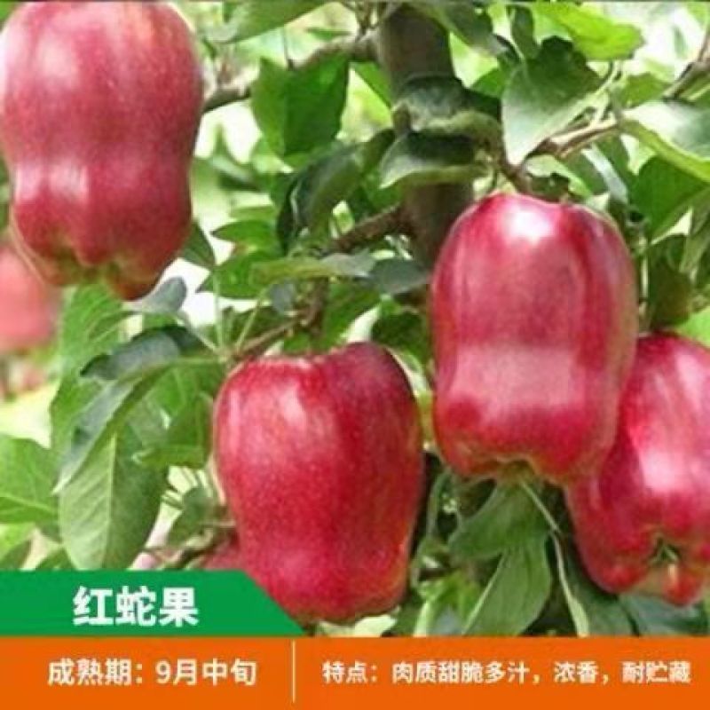 【包纯度】维纳斯黄金苹果苗苹果苗冰糖心国光黄元帅