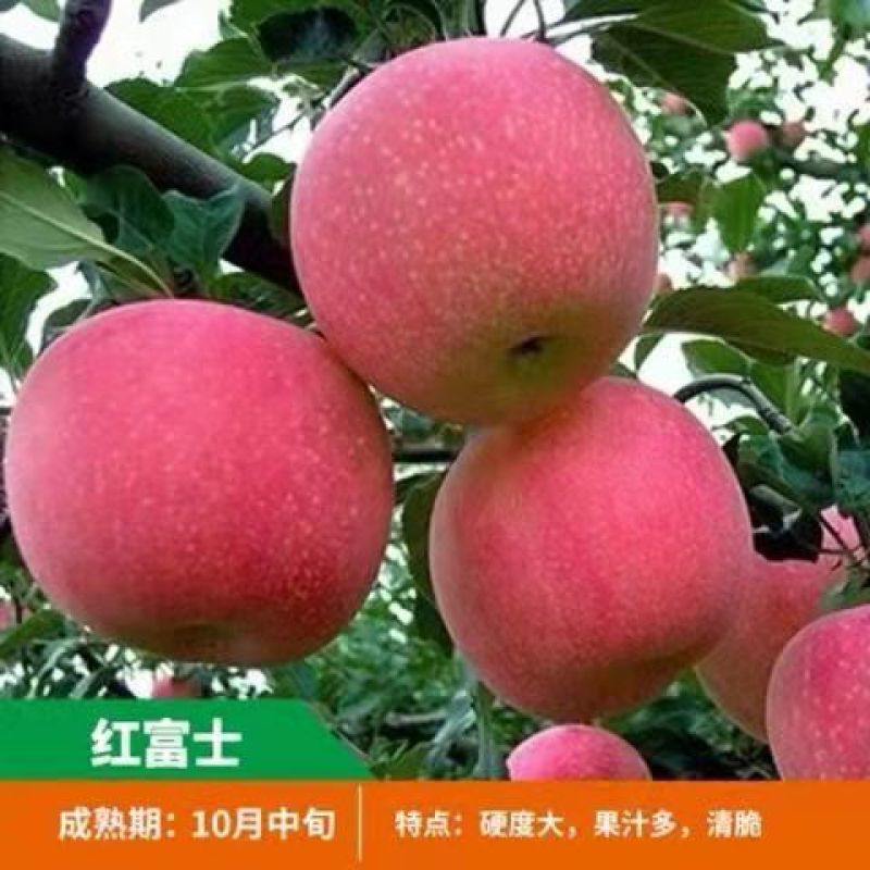 【包纯度】维纳斯黄金苹果苗苹果苗冰糖心国光黄元帅