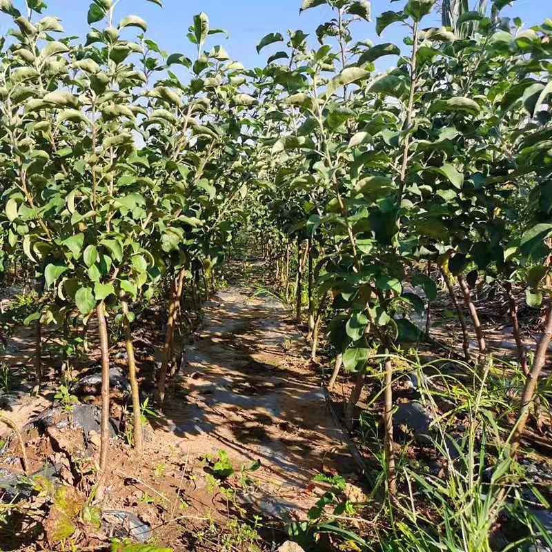 【包纯度】维纳斯黄金苹果苗苹果苗冰糖心国光黄元帅