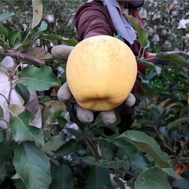 【包纯度】维纳斯黄金苹果苗苹果苗冰糖心国光黄元帅