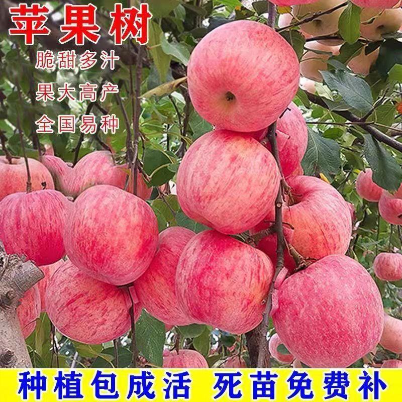 【包纯度】维纳斯黄金苹果苗苹果苗冰糖心国光黄元帅