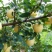 【包纯度】维纳斯黄金苹果苗苹果苗冰糖心国光黄元帅