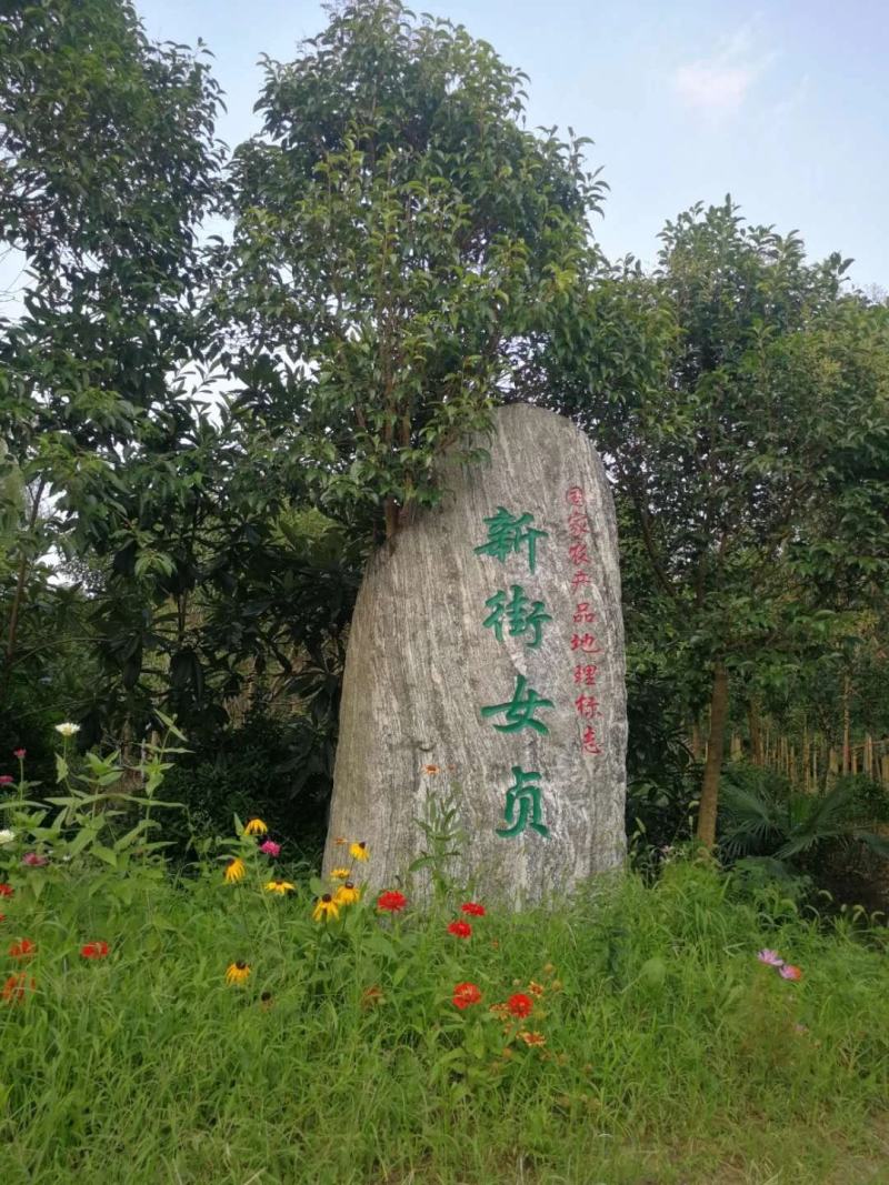 18公分大叶女贞东台女贞高杆女贞树形优美