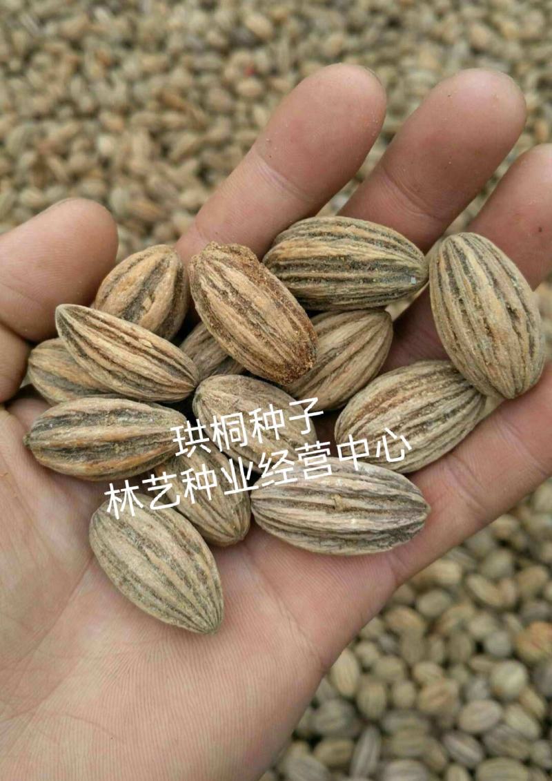 珙桐种子珙桐树种子珙桐苗种子珙桐树苗种子优质珙桐